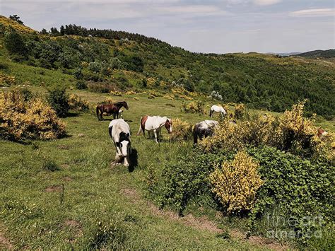 Horses In The Ardeche, France by Morgan Dejoux.